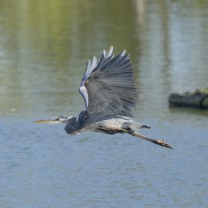 A Great Blue Heron in flight, low over water