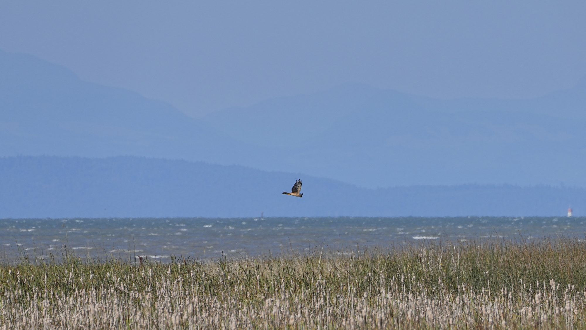 A Northern Harrier flying over the marshes