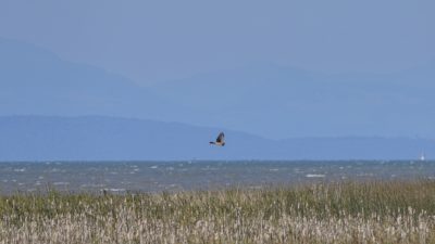 A Northern Harrier flying over the marshes