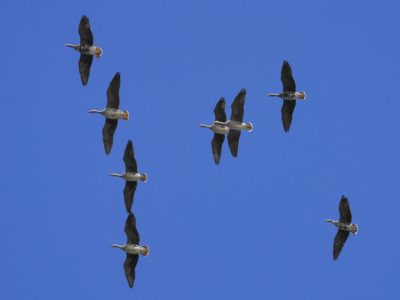 A number of Greater White-fronted Geese flying overhead