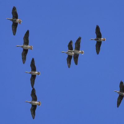 A number of Greater White-fronted Geese flying overhead