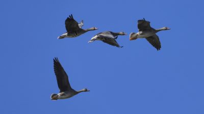Four Greater White-fronted Geese in flight. The white front is clearly visible