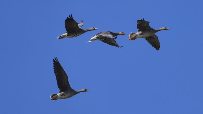 Four Greater White-fronted Geese in flight. The white front is clearly visible