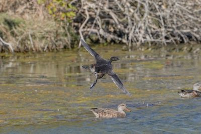 A Pied-billed Grebe flying over a pond