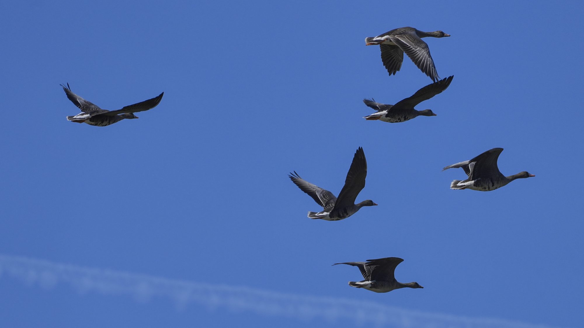 A number of White-fronted Geese in flight, against a blue sky