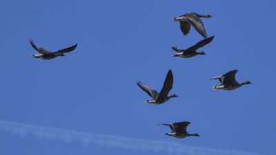 A number of White-fronted Geese in flight, against a blue sky