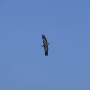 A Great Blue Heron in flight, banking so we can see the full spread of its wings