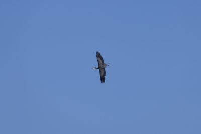 A Great Blue Heron in flight, banking so we can see the full spread of its wings