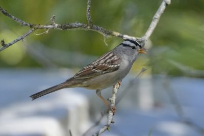 A White-crowned Sparrow is sitting on a branch