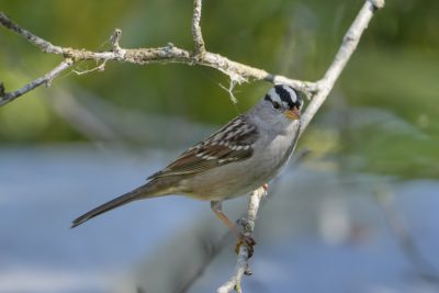 A White-crowned Sparrow is sitting on a branch and looking a bit towards me