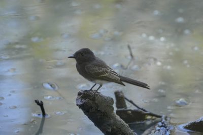 A Black Phoebe -- a mostly dark flycatcher-like bird -- is sitting on a little branch just out of the water, in the shade