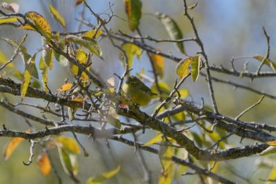 A Orange-crowned Warbler is in a tree, blending pretty well with the sparse fall foliage