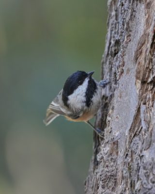 A Black-capped Chickadee is climbing a tree trunk