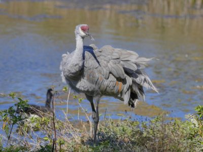 A Sandhill Crane with very ruffled feathers