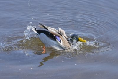 A male Mallard Duck is splashing around in the water