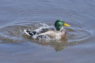 A male Mallard Duck is splashing around in the water