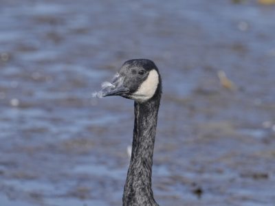 A Canada Goose with bits of fluff and down stuck to its beak