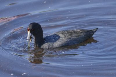 An American Coot on the water has something slimy in its bill