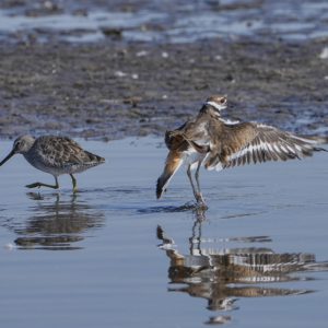 A Killdeer next to a Greater Yellowlegs in shallow water, is spreading its wings
