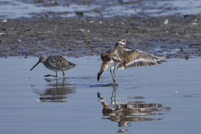A Killdeer next to a Greater Yellowlegs in shallow water, is spreading its wings