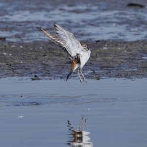 A Killdeer is flying up a short distance