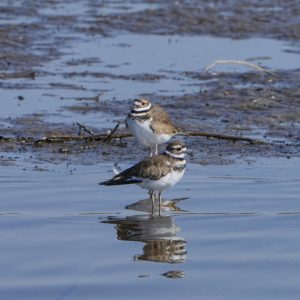 Two Killdeer are standing next to each other in shallow water