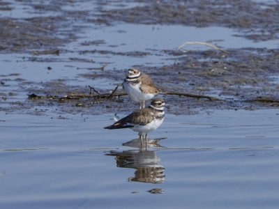 Two Killdeer are standing next to each other in shallow water