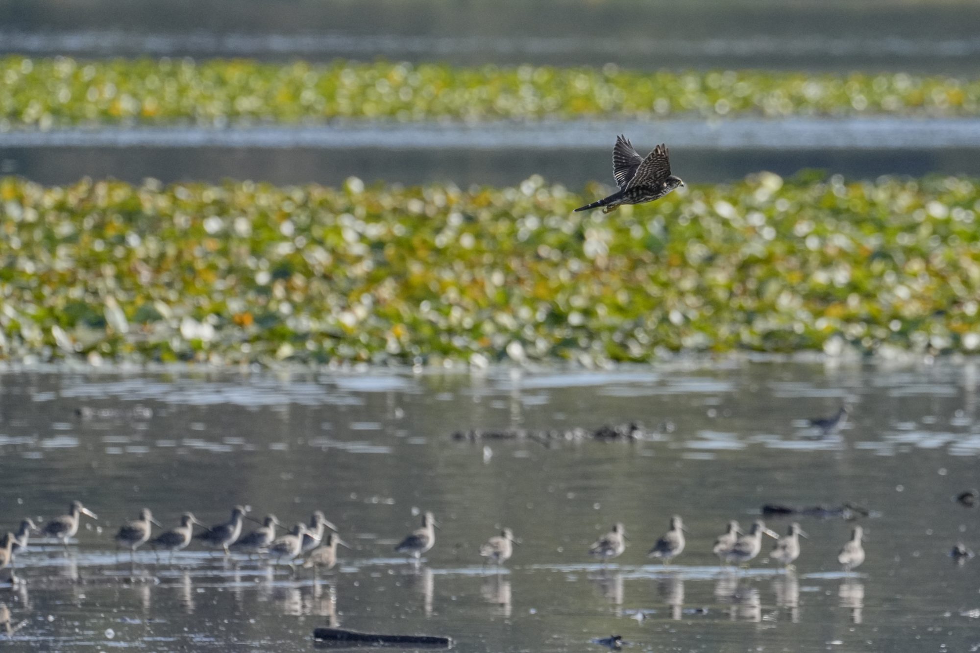 A Merlin is flying over the water, above some Greater Yellowlegs