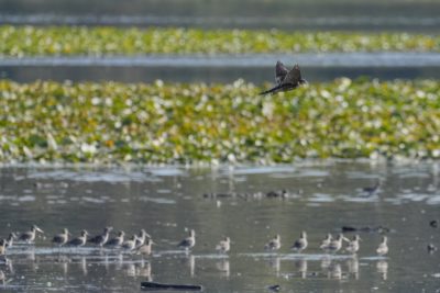 A Merlin is flying over the water, above some Greater Yellowlegs