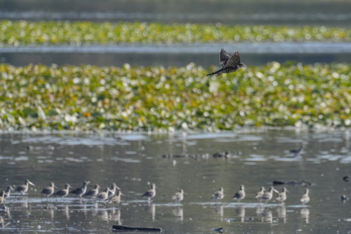 A Merlin is flying over the water, above some Greater Yellowlegs