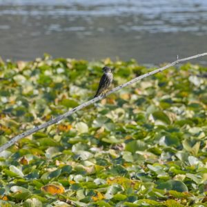 A Merlin resting on a slim diagonal branch coming out of the water, surrounded by lilypads