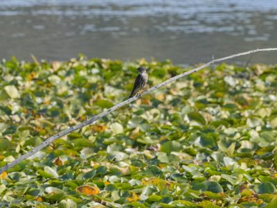A Merlin resting on a slim diagonal branch coming out of the water, surrounded by lilypads
