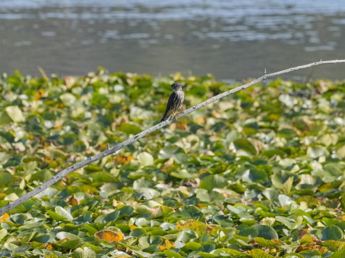 A Merlin resting on a slim diagonal branch coming out of the water, surrounded by lilypads