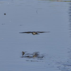 A Merlin flying low over the water, wings spread and perfectly horizontal