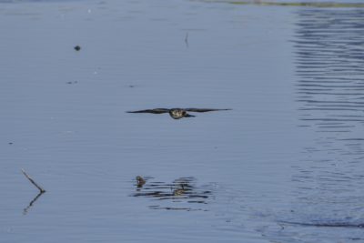 A Merlin flying low over the water, wings spread and perfectly horizontal