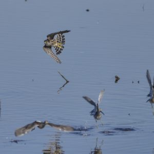 A Merlin is turning sharply, giving is a good look at its underwings and tail patterns. Shorebirds are scattering below