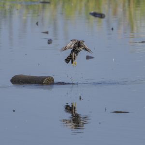 A Merlin is taking off vertically from shallow water