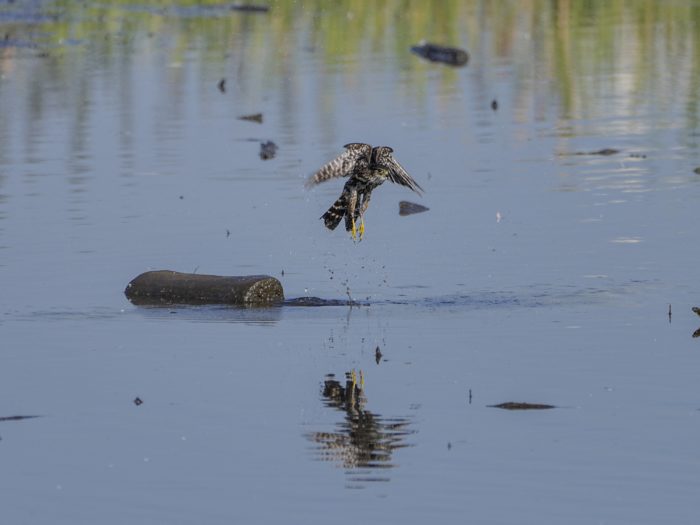A Merlin is taking off vertically from shallow water