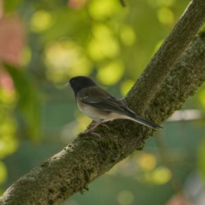 A Dark-eyed Junco is sitting on branch in the shade