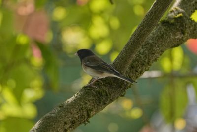A Dark-eyed Junco is sitting on branch in the shade