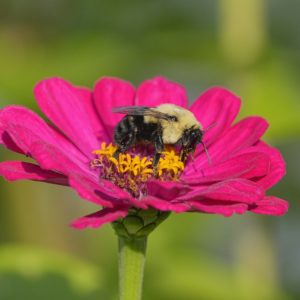 A Bumblebee is on a pink flower with yellow core