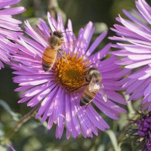 Two honeybees on a pale mauve flower
