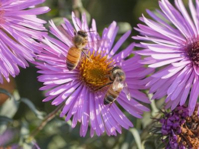 Two honeybees on a pale mauve flower