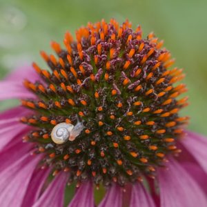 A tiny almost translucent snail is crawling on a coneflower