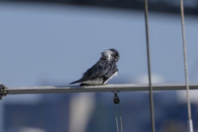 A male Belted Kingfisher is sitting on a mast support and preening