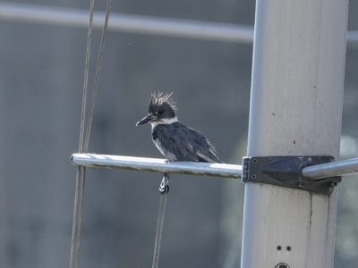A male Belted Kingfisher sitting on a mast support