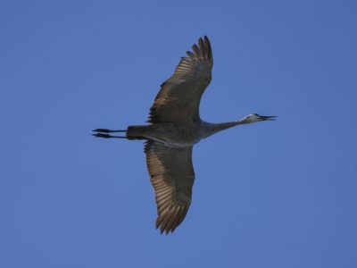A Sandhill Crane is flying overhead with wings fully spread, under a blue sky