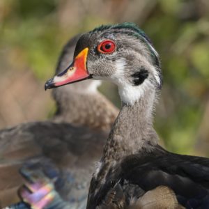 A male Wood Duck is changing into his breeding plumage. His face is still mostly grey and white, but there a strip of very short green / purple feathers on the top of his head