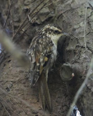 A somewhat dark and blurry photo of a Brown Creeper on a tree