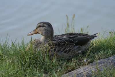 A female Mallard is resting in the grass by the trail, with a pond behind her
